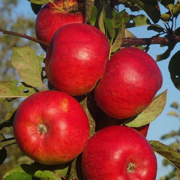 Red Topaz - a well balanced apple with scab resistance. – Yorkshire Apples