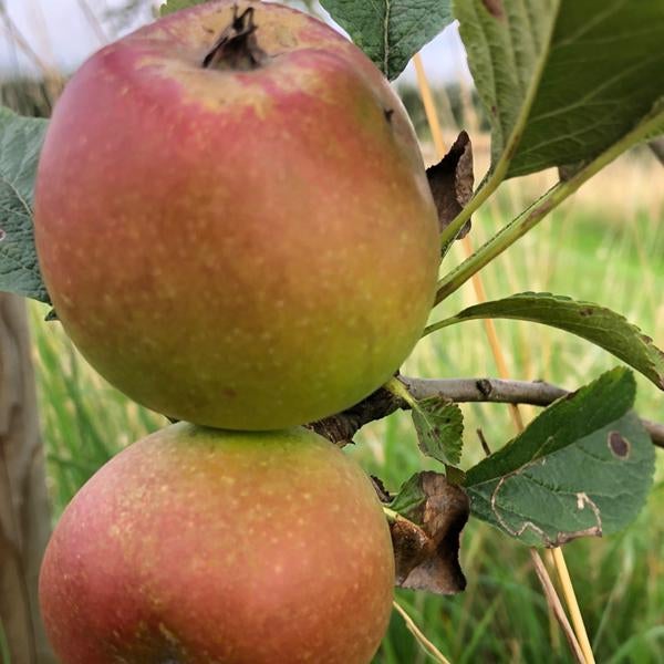 Sturmer Pippin Scions Yorkshire Apples